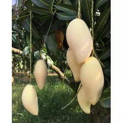 Mango fresco Nam Dok Mai Tailandia árbol de mango