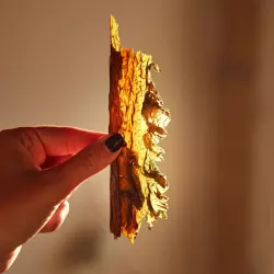 Biologische hele kombu-alg Gedroogd op Lage Temperatuur voor uw sauzen