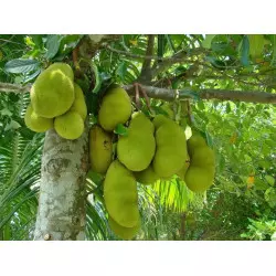 Gefriergetrocknete Jackfrucht - 200g