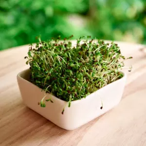 Healthy Food Young Organic Mustard Sprout