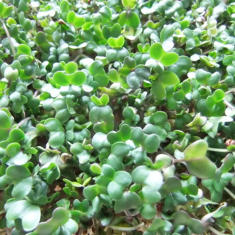 Semillas de Brócoli Orgánico