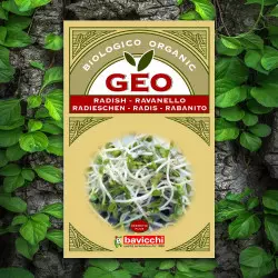 Radis Graines Germées Bavicchi GEO Biovie bienfaits