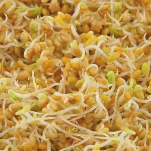 Semillas de Trébol Rojo Orgánico para germinar