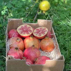 organic pomegranates at maturity Andalusia