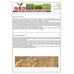 wheat grass powder wheat grass powder