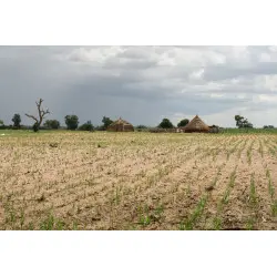 planting of tiger nuts