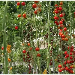Hydroponics Training at Home - Les Sourciers Farm