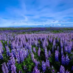 Caffè di Lupino Bio - TIKAWA Classico (720g)