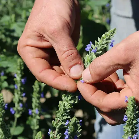 Semillas de Chía Orgánicas - 400 g