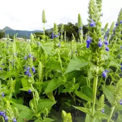 Semi di Chia Bio - 400 g