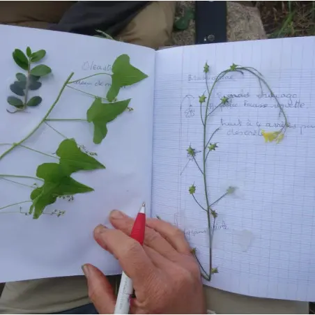 Formación completa - François COUPLAN