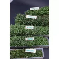 Set of 3 Easygreen automatic sprouters