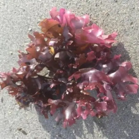 Alghe Irish Moss (250 g)