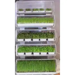 Lote de 3 germinadores automáticos Easygreen