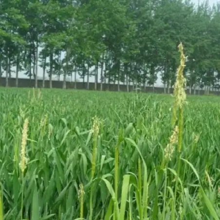 Erba d'orzo biologica in polvere (500 g)