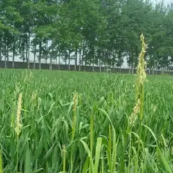 Succo d'erba d'orzo in polvere BIO (500 g)