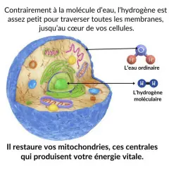 Wasserstoff-Wassergenerator Pro Mizora™