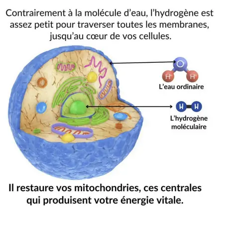 Generatore d'acqua idrogenata Pro Mizora™