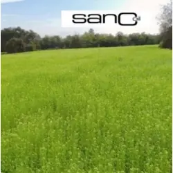 Organic Camelina Oil (Food Grade & Cold Pressed)