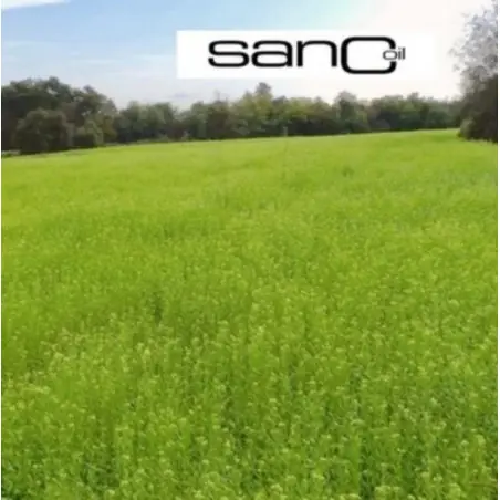 Olio di Camelina Bio (Alimentare & Spremitura a freddo)