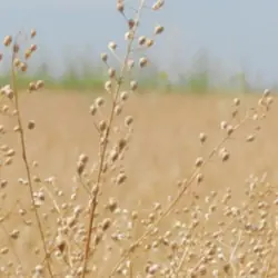 Biologische Camelina-olie (Voedingsmiddel & Koudgeperst)