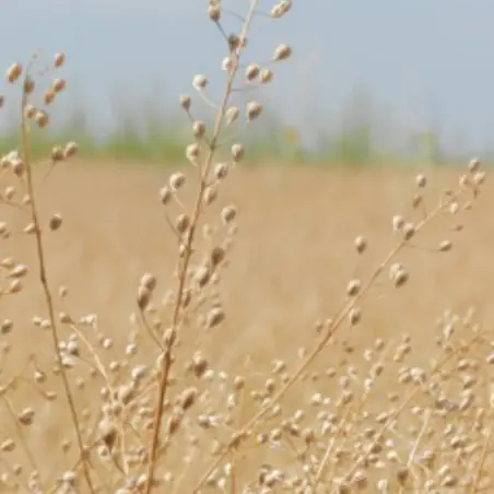 Óleo de Camelina Bio (Alimentar & Prensado a frio)