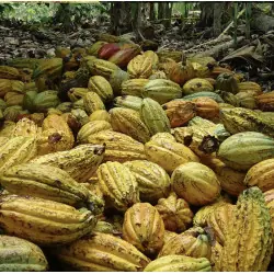 Biologische rauwe cacaopoeder (variëteit National)