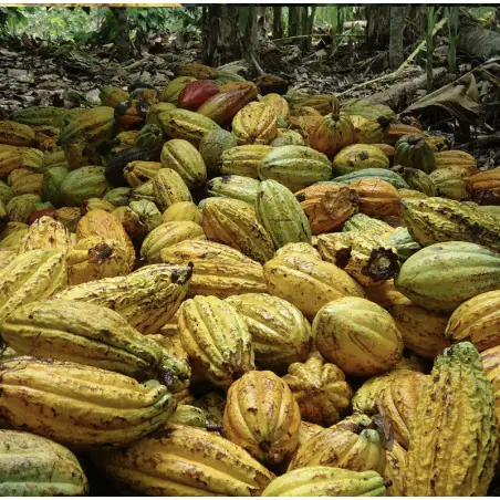 Rauwe biologische cacaoboter (variëteit National)