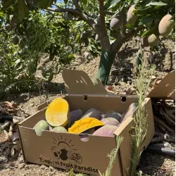 Mango Biologisch (5 kg)