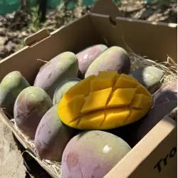 Mango Biologisch (5 kg)