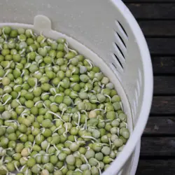 Germogliatore Easygreen Sol (Autonomo + fabbricato in Francia) - Nuovo modello