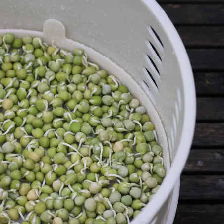 germes pois vert