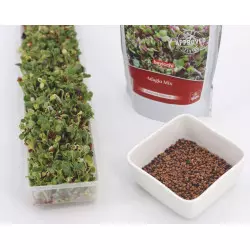 sprouted seeds recipes