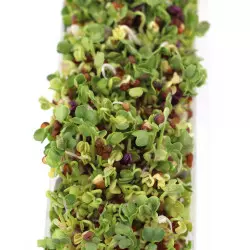 brotes de brócoli para degustar por sus beneficios