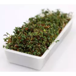 sementes germinadas Leclerc em bandeja de germinação