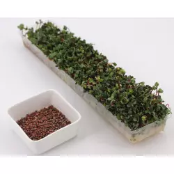 semillas germinadas peligro