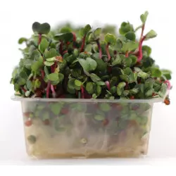 sementes germinadas germinador