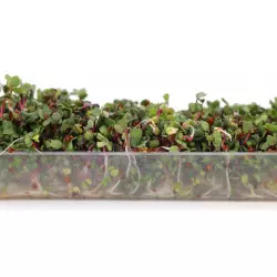 sementes germinadas leclerc