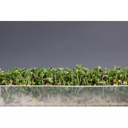 Automatischer Keimgerät Easygreen Light | Einfach zu bedienendes Keimgerät zum Keimen von Samen