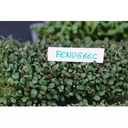 Germoir automatique Easygreen Light | Germoir à graines germées Germoir automatique Easygreen Light | Germoir à graines germées