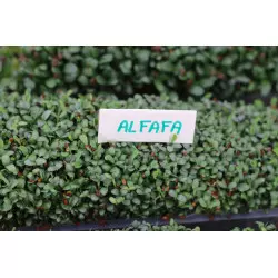 Germoir automatique Easygreen Light | Offre un environnement idéal pour pour la germination des graines Germoir automatique Easygreen Light | Offre un environnement idéal pour pour la germination des graines