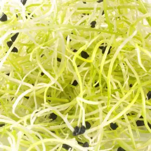 Organic leek seed to sprout