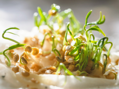 Les meilleures graines à germer : guide complet pour choisir