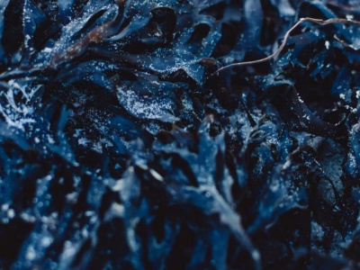 Algen für eine gesunde Haut