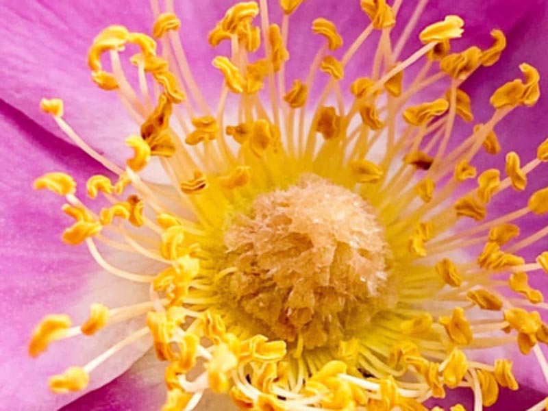 Probióticos naturais para fortalecer a imunidade