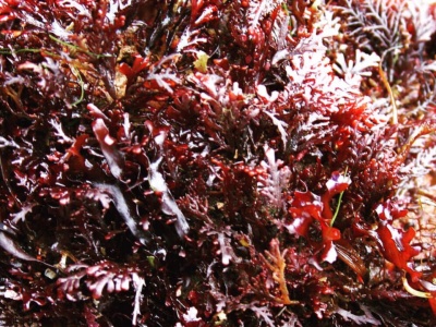 Die Dulse-Alge enthält genauso viel Eiweiß wie Soja (20 bis 35%)!