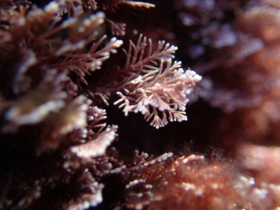 Een mix van drie algen (sla, dulse, nori) voor een MAX aan voordelen!