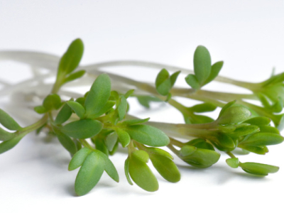 Découvrez les bienfaits des graines germées de cresson