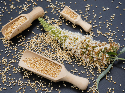 Le quinoa est LA graine la plus rapide à faire germer