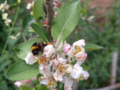 De lentevernieuwing door